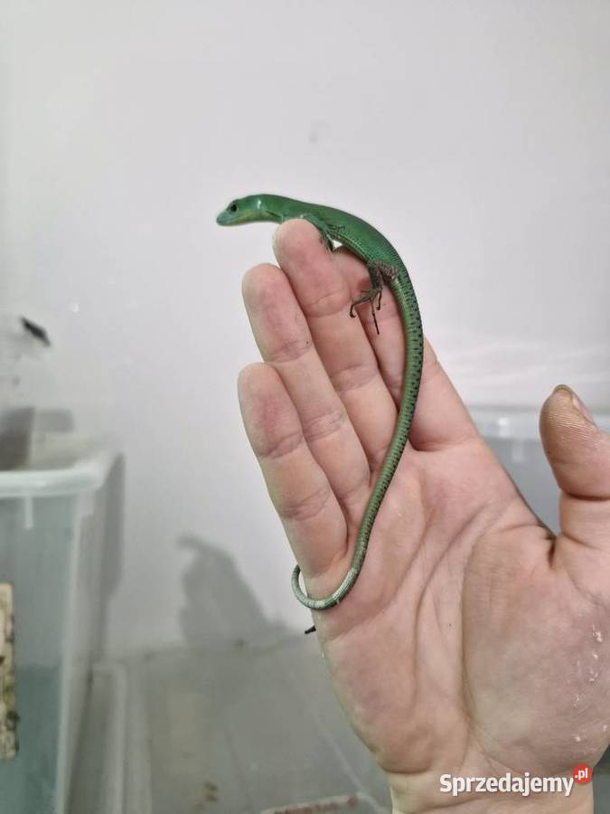 Gastropholis Prasina Gady i płazy dolnośląskie Oława