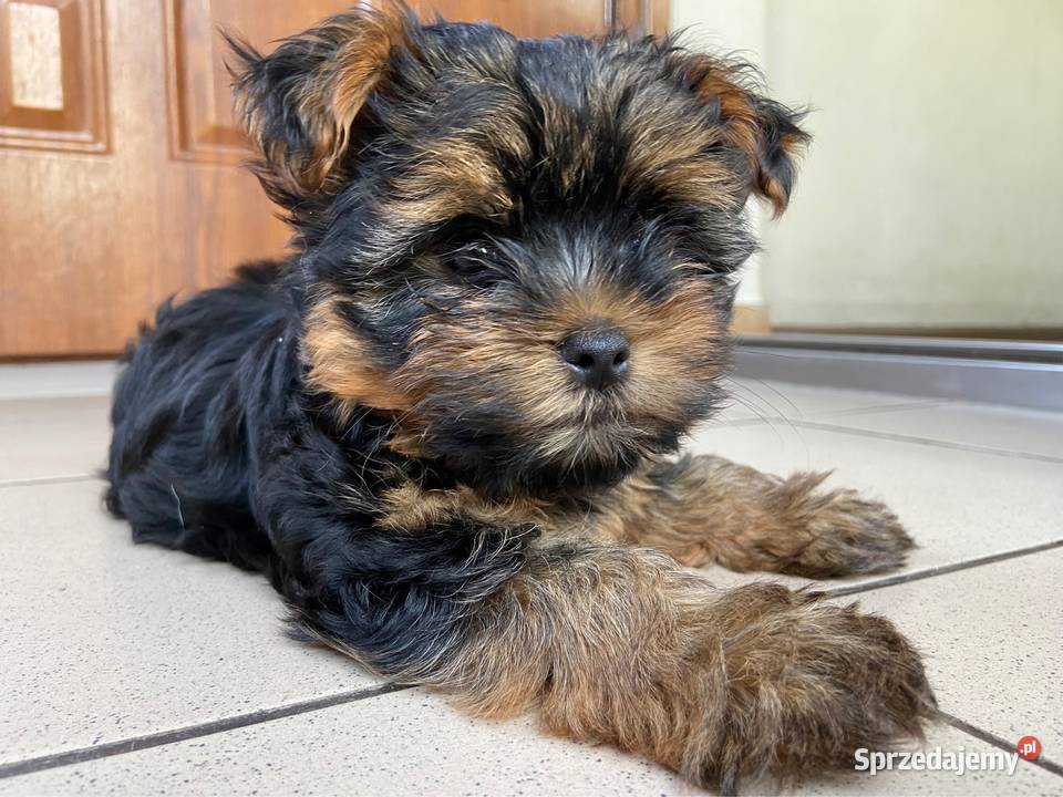 Śliczna suczka Yorkshire Terrier miniaturka Bodzentyn