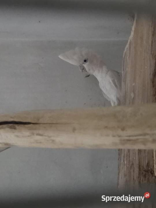 Dorosła para Kakadu Mała Salomońska łac Cacatua Rawicz
