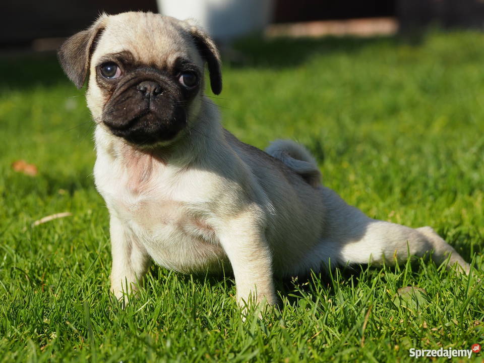 Mopsik suczka Skierniewice