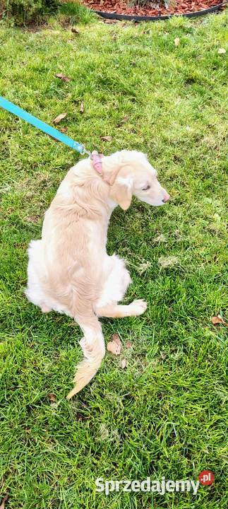 Golden Retriever śliczne szczeniaki Champion łódzkie