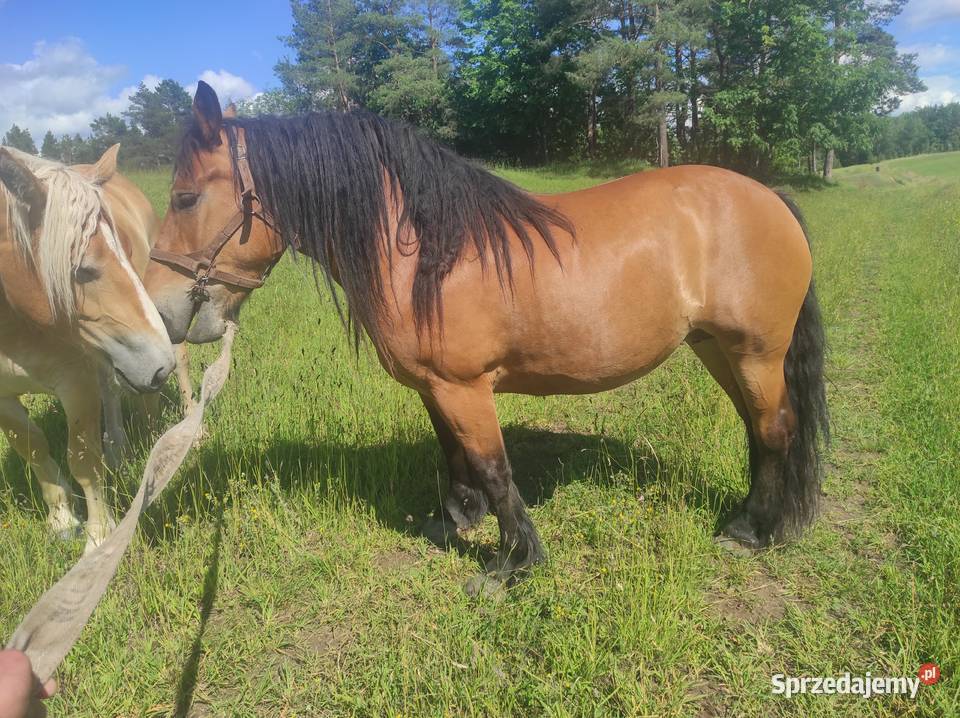Sprzedam konie klacze ogierki Suwałki sprzedam