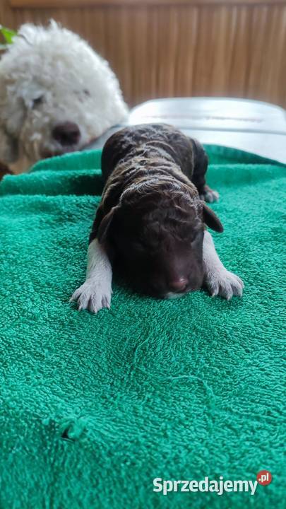 Lagotto Romagnolo Zakątek Bystrego FCI Augustów