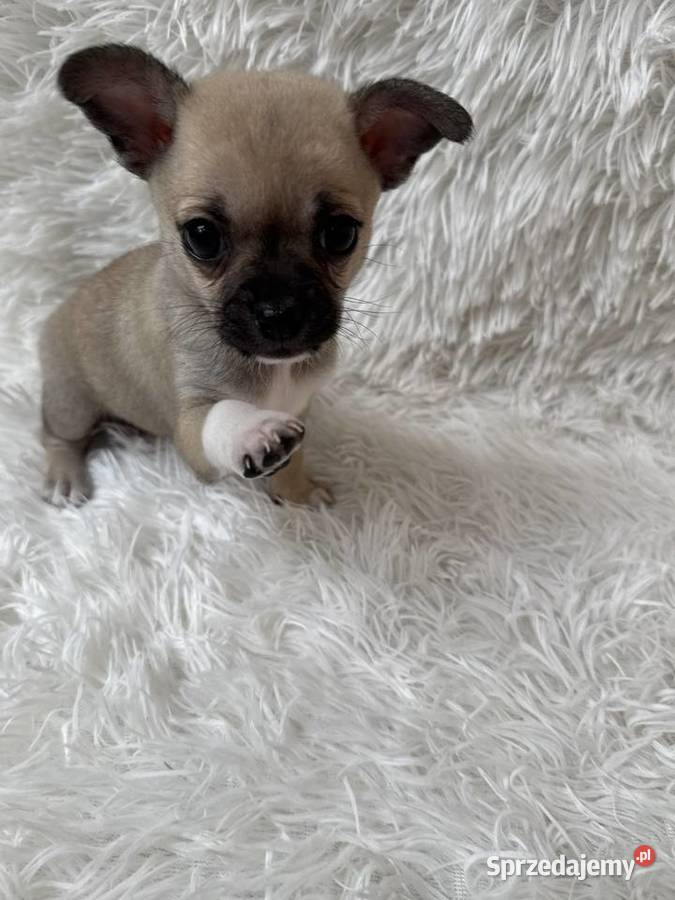 Chihuahua szczeniak xs apple head Chihuahua warmińsko-mazurskie Olsztyn