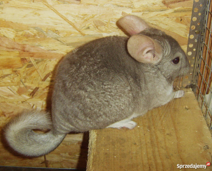 Szynszyla BEŻOWA szynszyl beż hetro szynszyle Kraków