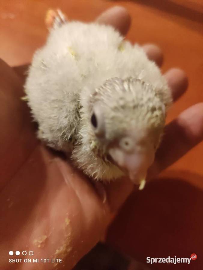 Rudosterki ręcznie karmione sprzedam łódzkie