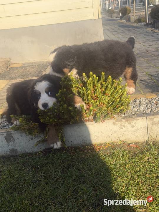 Berneński Pies Pasterski Jasieniec Iłżecki Górny
