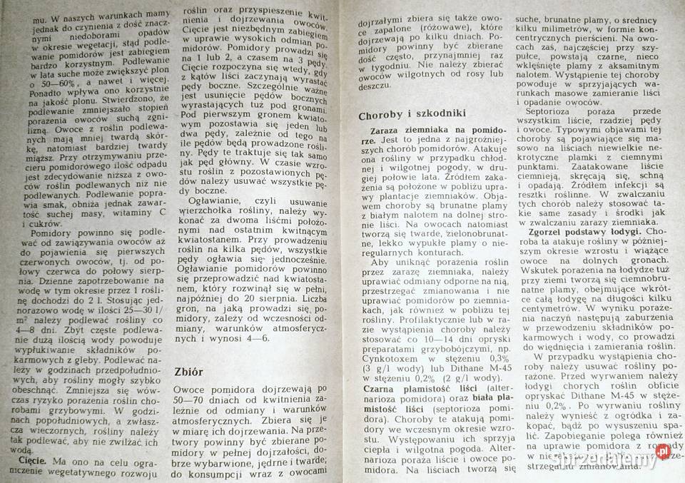 Warzywa o soczystych owocach Stanisław Chełm