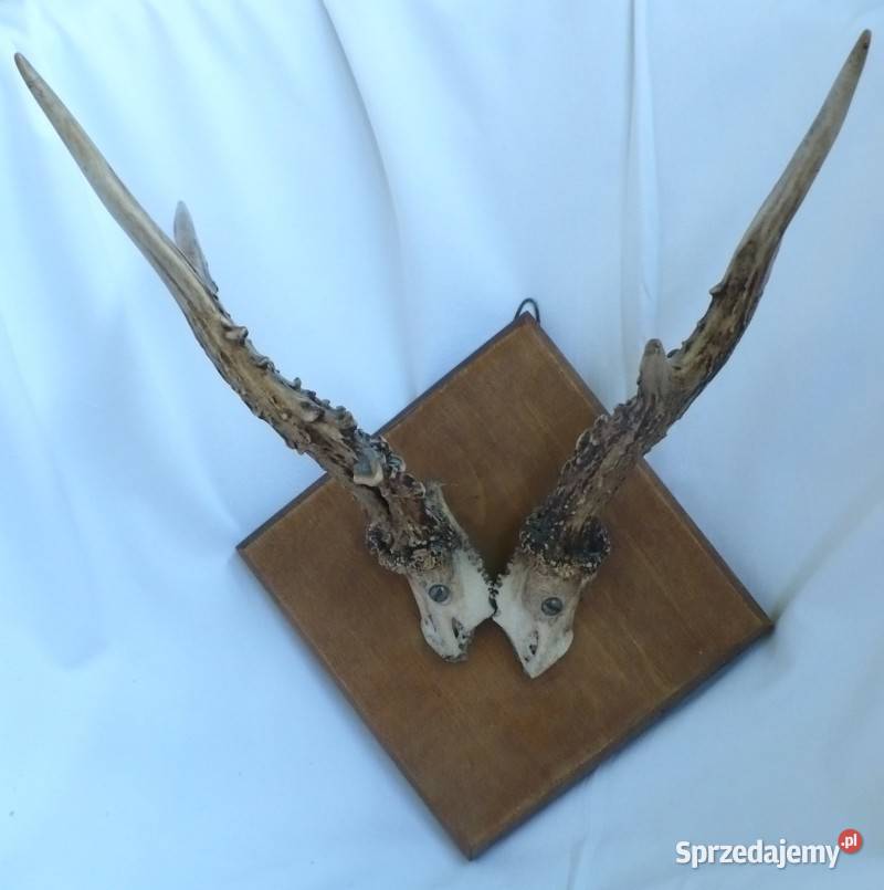 poroże jelenia na drewnianym rombie podlaskie Suwałki