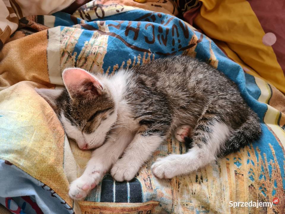 Mały domowy kotek Wilkowice