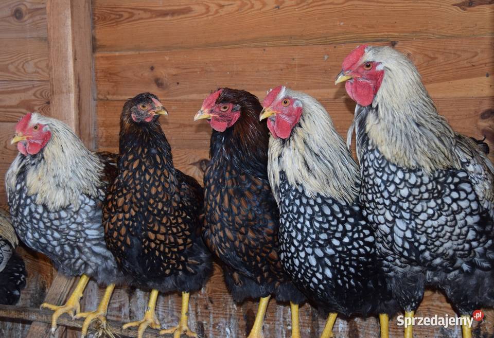 Koguty Wyandotte Zwierzęta Łochów