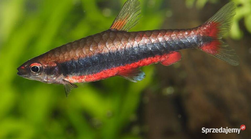 Drobnoustek Beckforda Nannostomus beckfordi Ryby Gdańsk