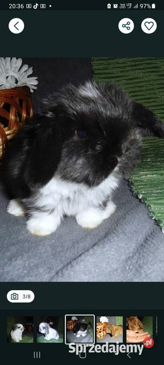 Cudne kroliczki Mini Lop Poznań