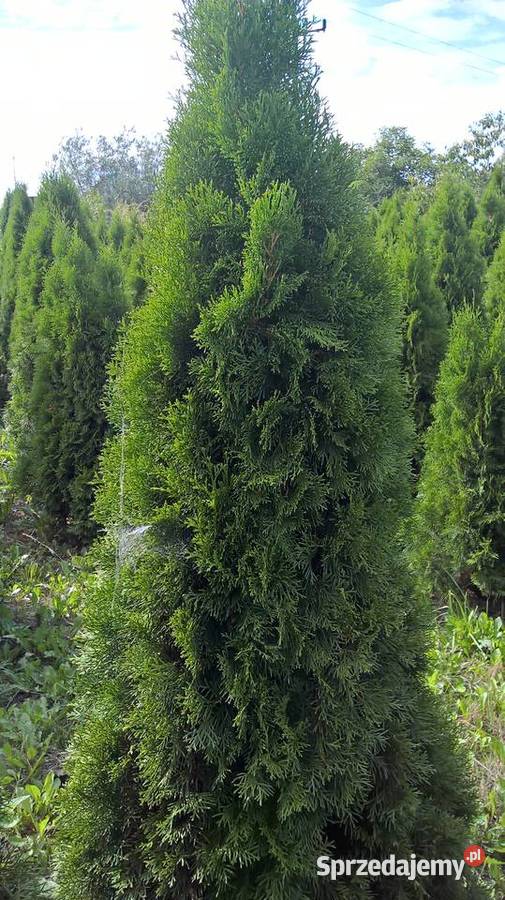 Szmaragd Wyprzedaż Promocja Najtaniej Mszczonów