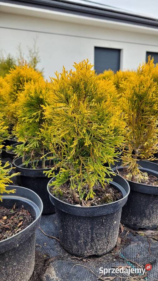 Golden Szmaragd Pogorzela