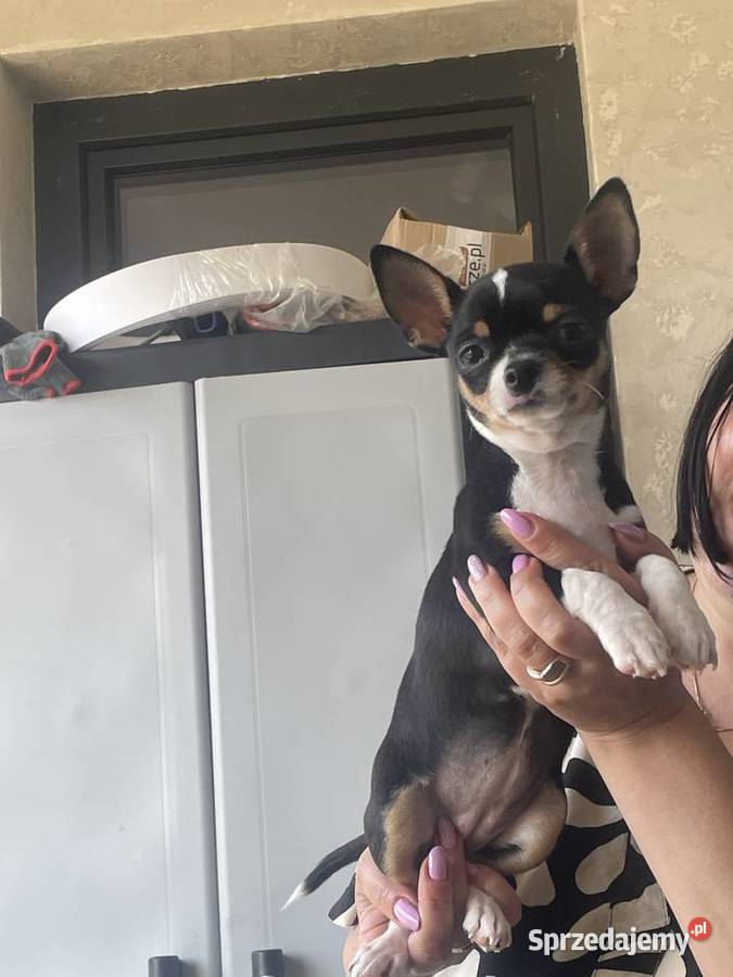 Sprzedam pieska chihuahua mazowieckie sprzedam