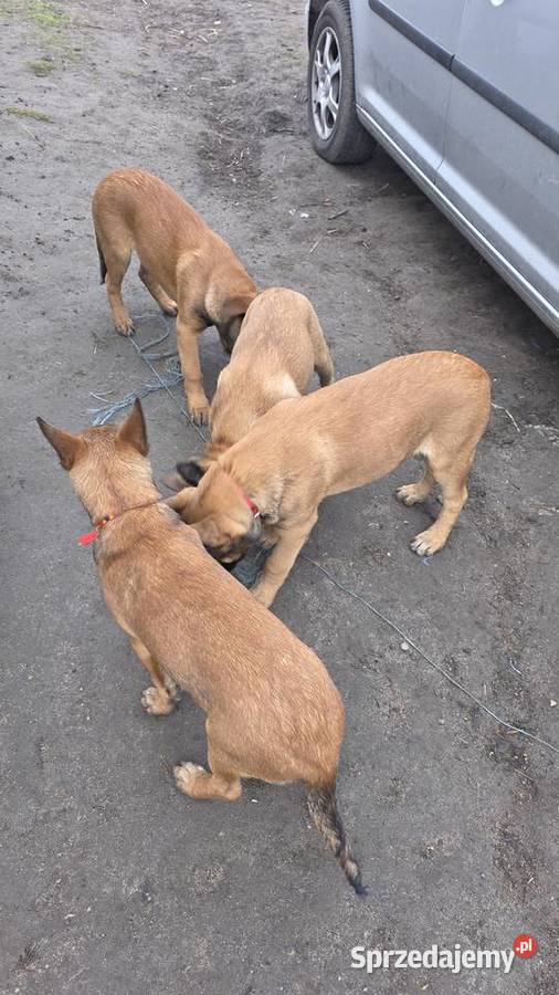 Owczarek belgijski Skierniewice