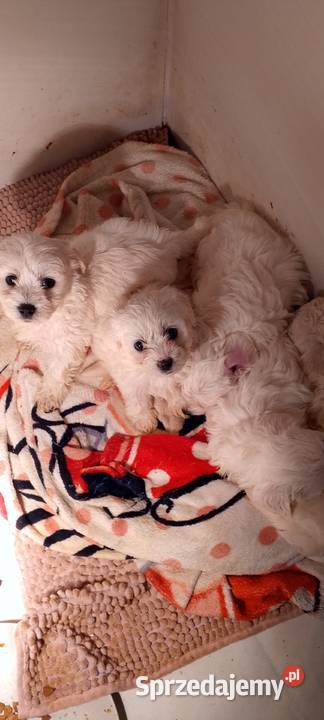 Maltańczyk szczeniak z rodowodem zachodniopomorskie Kołobrzeg