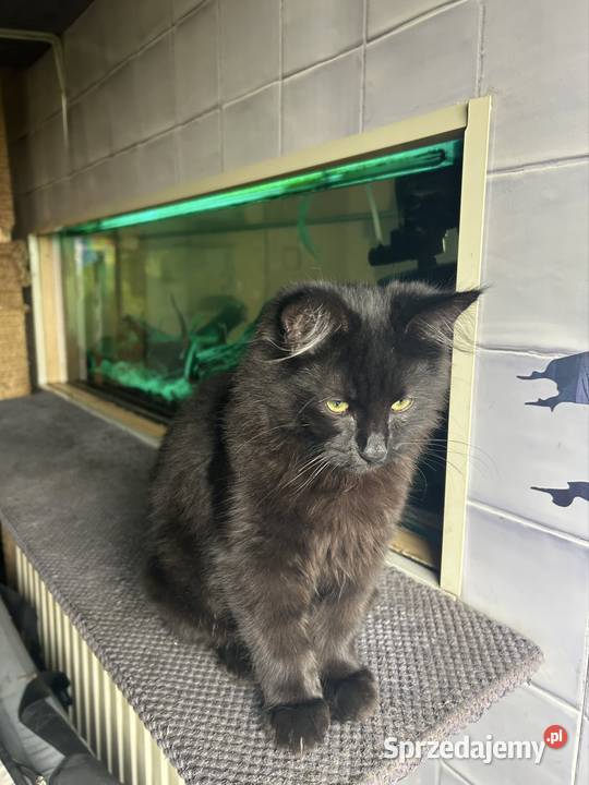 Kocurek Norweski Leśnygotowy do zmiany domu Rybnik