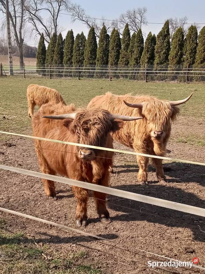 Bydło szkockie rasa Highland Słubice