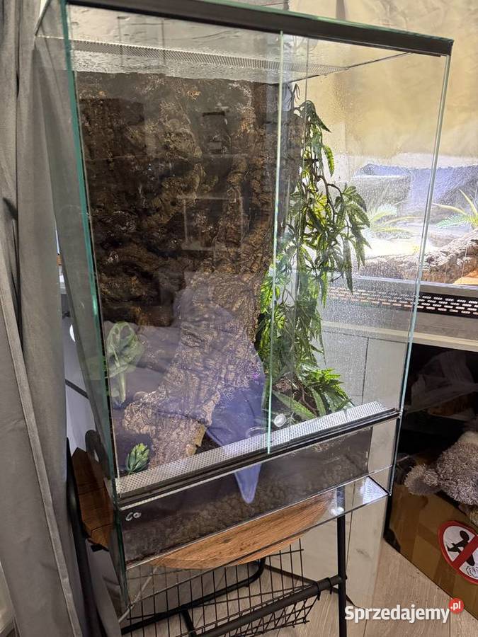 Kameleon gargulcowy z terarium Łomża