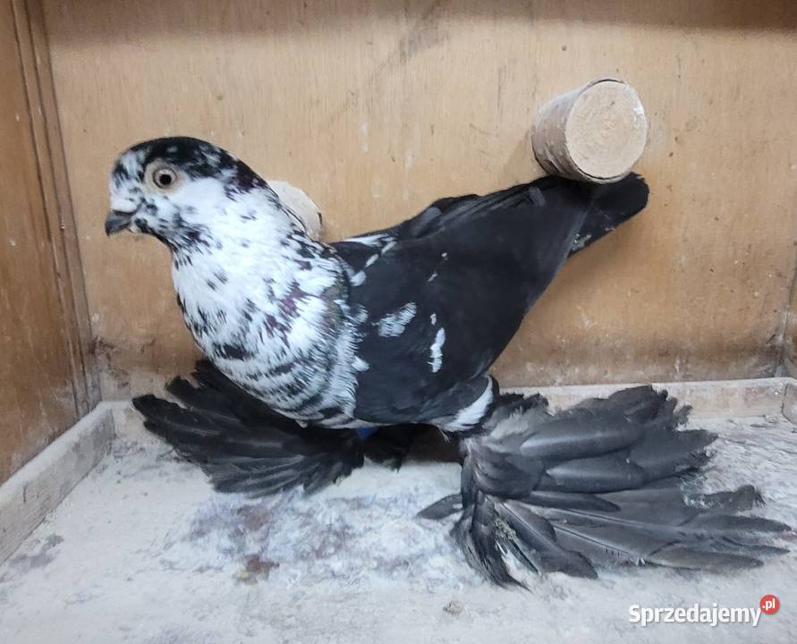 Gołębie Widyny polskie