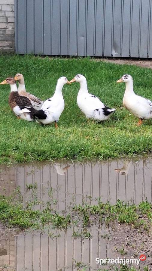 Kaczki Młode Siedlce