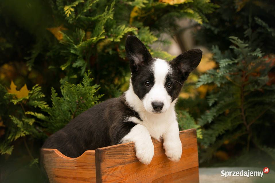 Szczeniaki Welsh Corgi Cardigan z rodowodem FCI Pozostałe Warszawa