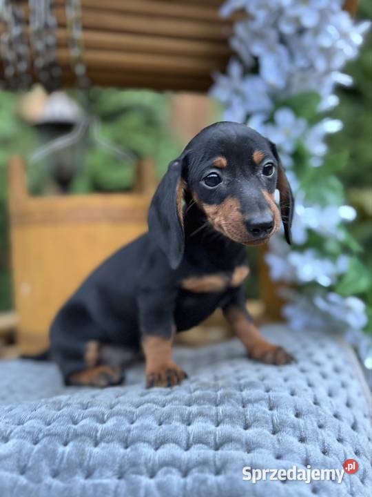 Cudowna sunia Jamnik miniaturowy standard czarno Zwierzęta Kraków