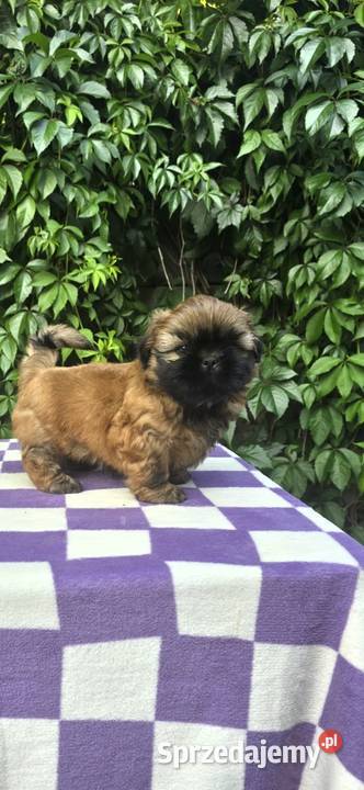 Pieski Shih Tzu zkwp fci gotowe do odbioru Piotrków Trybunalski