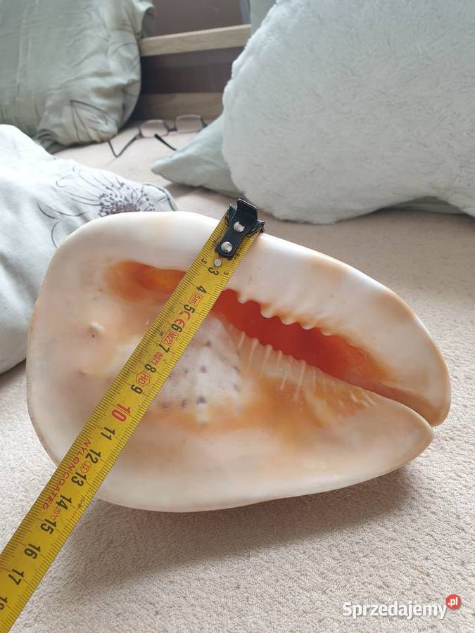 Muszla morska duża Gdańsk sprzedam