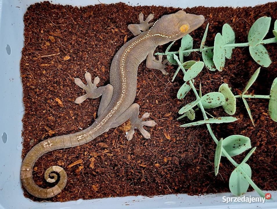 Gekon paskowany gekonki mazowieckie Wołomin sprzedam