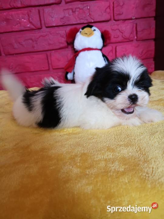 SHIH TZU piękne malutkie szczenięta Tricolor zachodniopomorskie Szczecinek