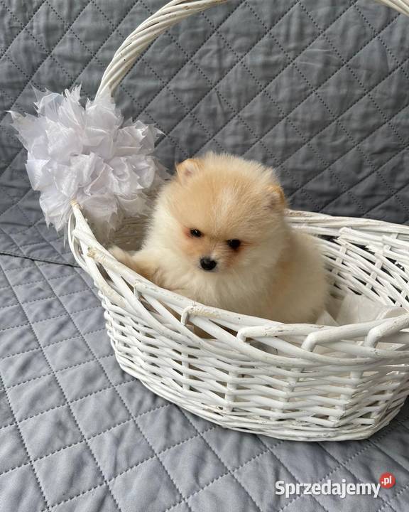 Szpic Pomerania Szczenieta Pigża