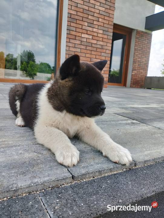 Szczeniaki Akita Amerykańska Śmigiel