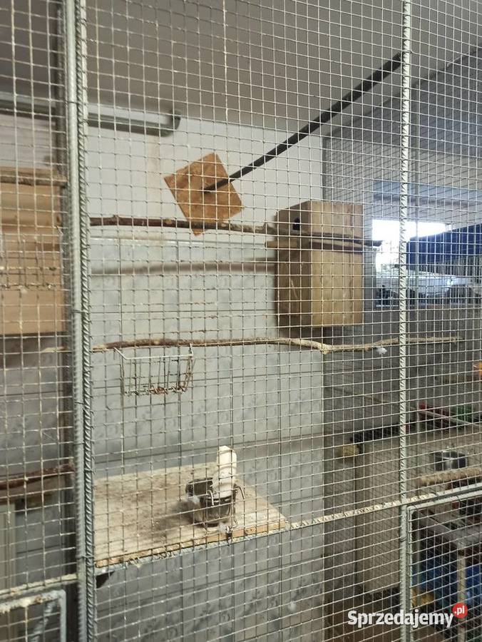 Świergotki 2025 Ptaki