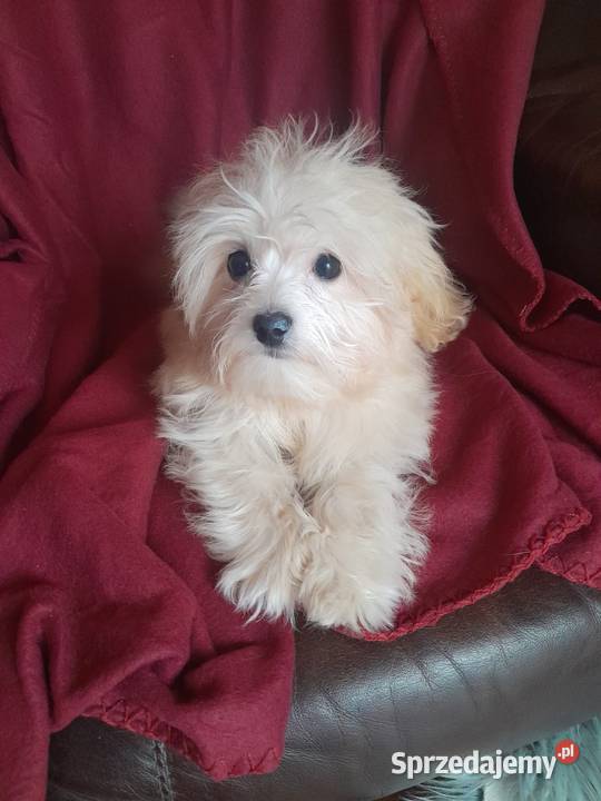 Mini maltipoo suczka maltańczyk pudel toy red świętokrzyskie Busko-Zdrój