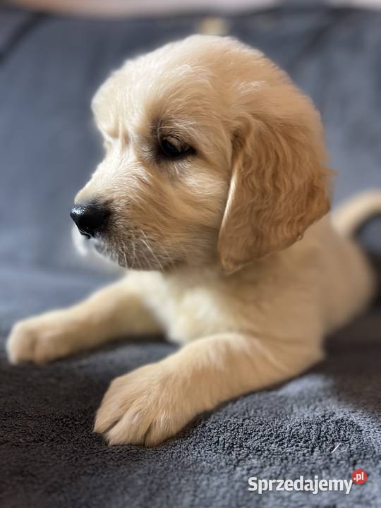 Szczeniak Golden Retriever Suczka Sunia z Warszawa