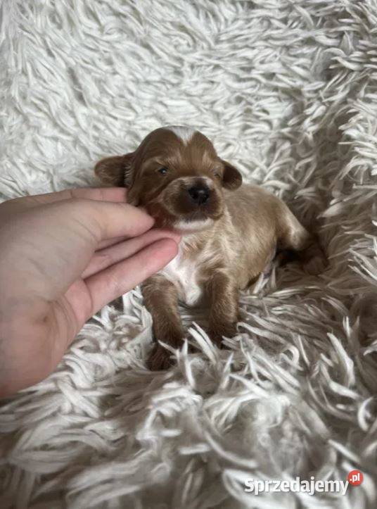 Wyjątkowy piesek cockapoo f1b mama cockapoo tata świętokrzyskie Busko-Zdrój