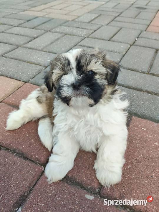 Śliczny Piesek Shih Tzu Puławy