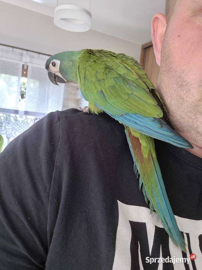 Ara Marakana ręcznie karmiona wielkopolskie Rakoniewice