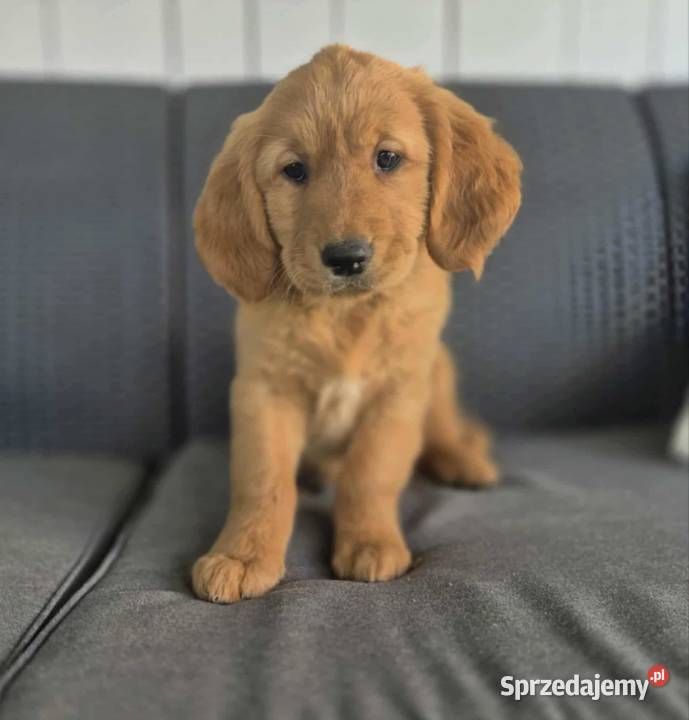 Golden Retriwer Suczka Bolesław