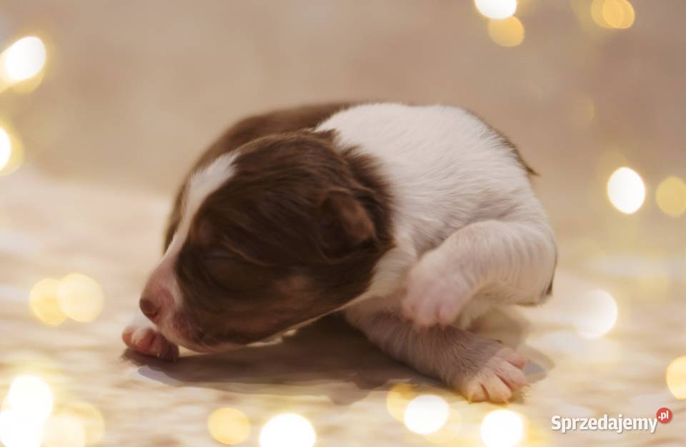 Border Collie szczenieta zachodniopomorskie sprzedam