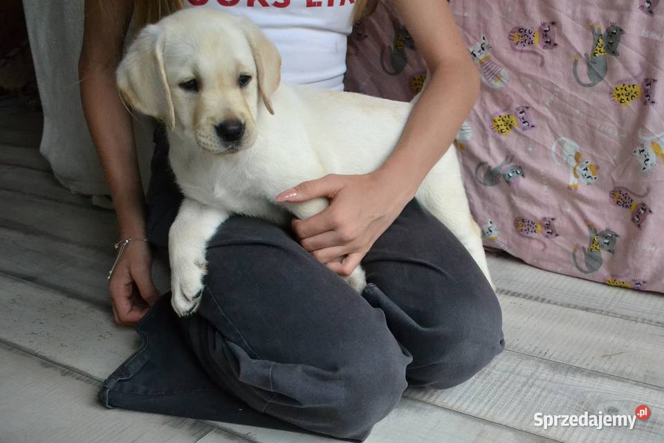 Szczeniaki Labrador Retriever czarne i Żelechlinek