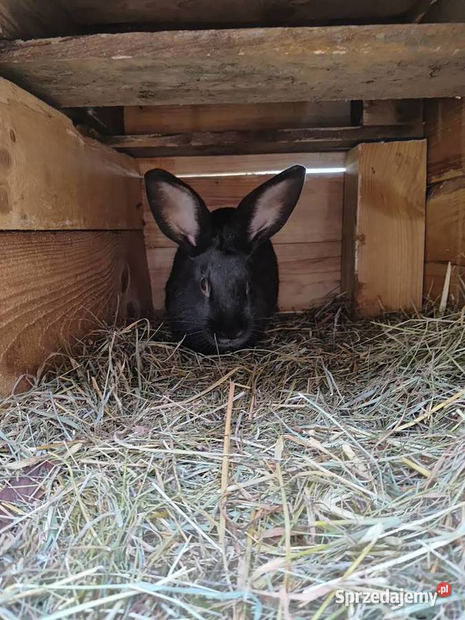 Sprzedam 5 samców Piętno