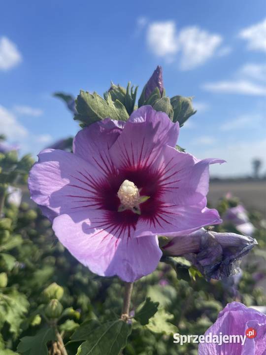 Hibiskus Spławie