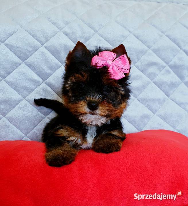 Śliczna mini suczka Yorkshire Terrier Carrier Do Orzesze