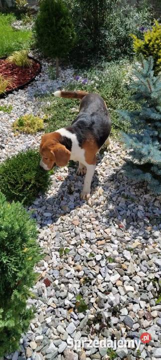 Beagl 3 letni piesek szuka nowej rodziny Radomsko