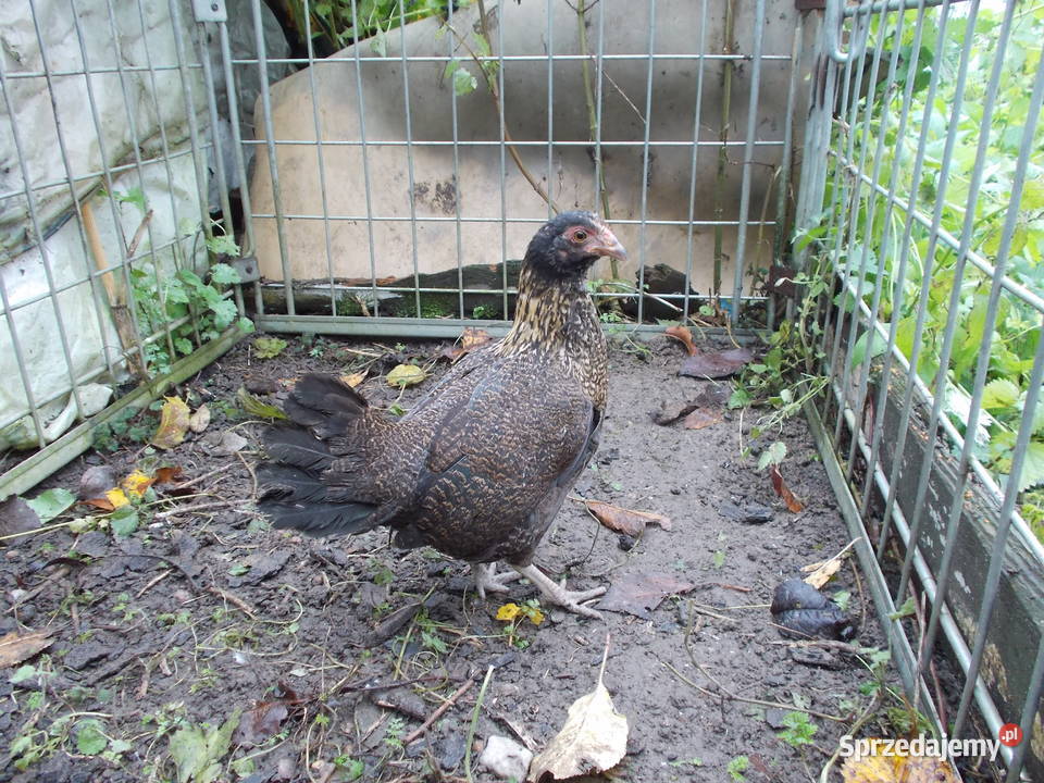 Kury liliputki 2 kurki w barwie dzikiej