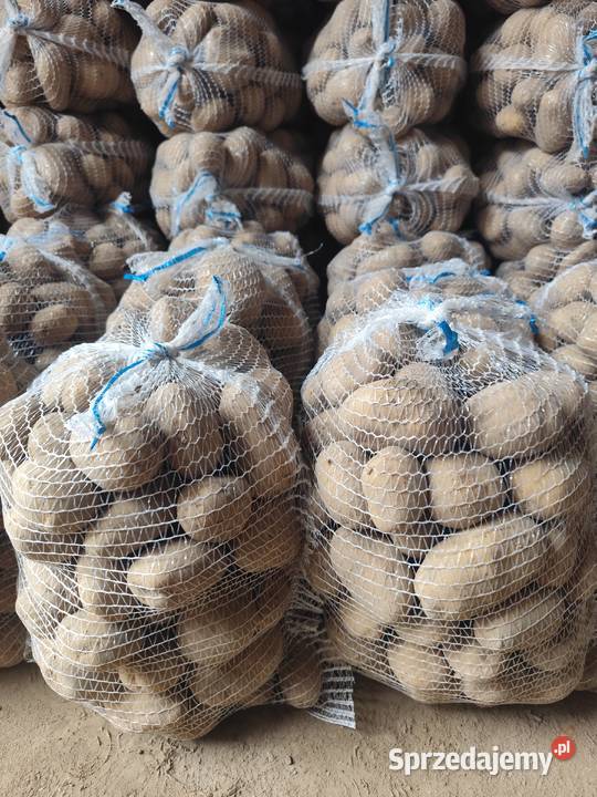 Ziemniaki jadalne Ignacy Denar Catania Nowe Przybojewo